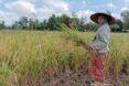 A farmer showing his good rice harvest, based on the Rainfall Predictions.