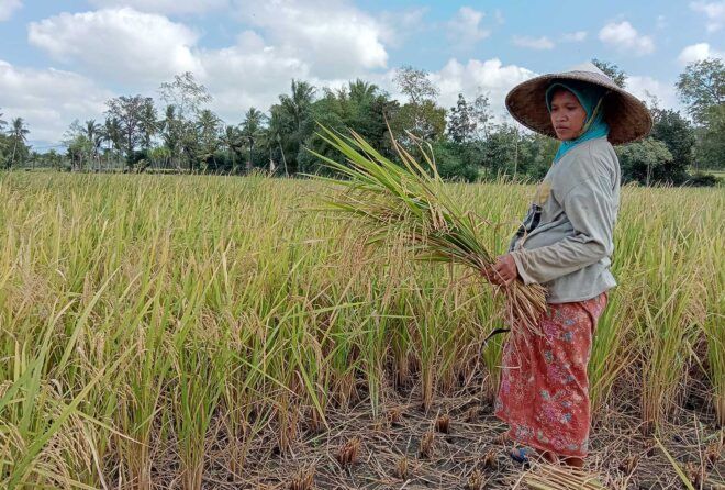 A farmer showing his good rice harvest, based on the Rainfall Predictions.