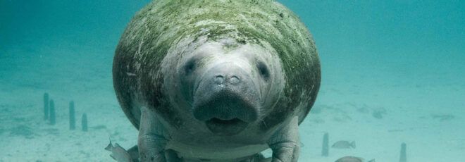 A manatee underwater.