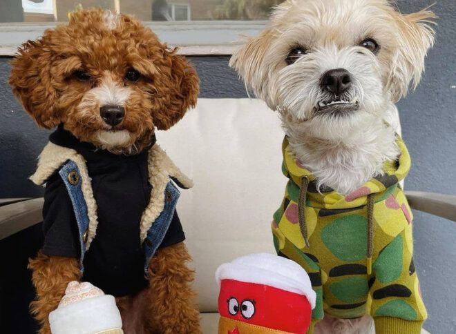 Two dogs dressed up in clothes.