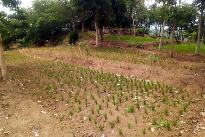 A rice field not managed based on the Rainfall Predictions