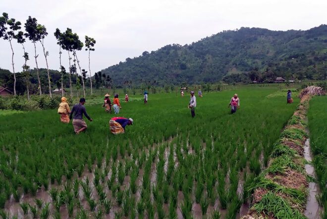 A rice field managed based on the Rainfall Predictions