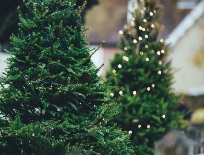 Two Christmas trees that are both decorated in lights but only the one in the distance has the lights turned on