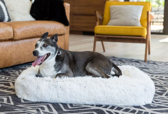 A husky on a dogbed.
