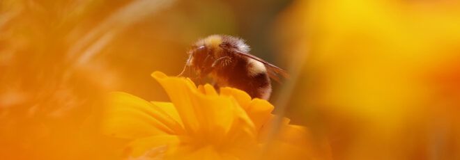 A bee on a yellow flower.