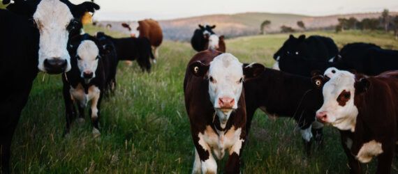 A field of cows.