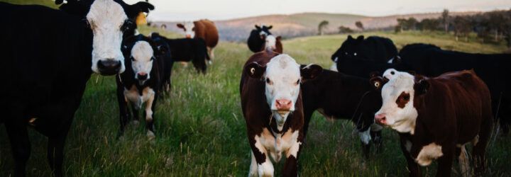 A field of cows.
