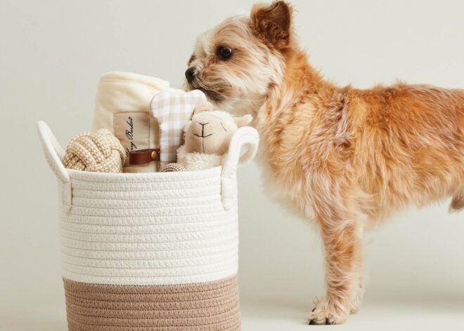 A small golden dog dragging a toy out of a basket.