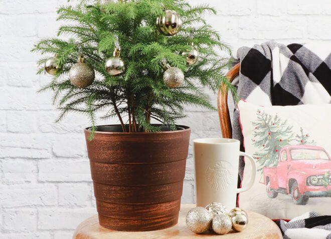 A small potted plant with ornaments hanging on it.
