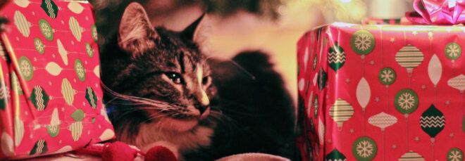 A cat laying among red wrapped presents.