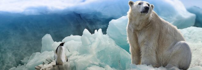 A polar bear and penguin on an ice sheet