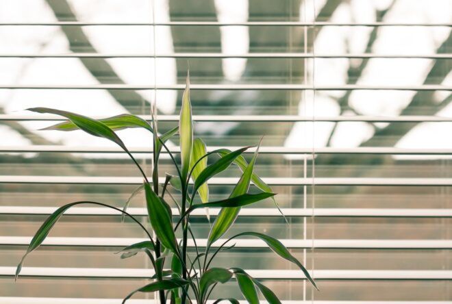 A green houseplant sitting against a window with shutters