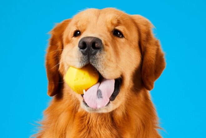 A dog with a yellow treat in its mouth