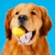 A dog with a yellow treat in its mouth