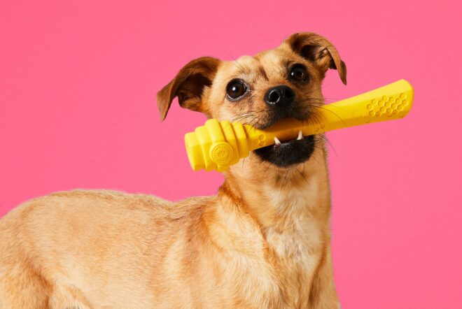 A dog holding a yellow stick in its mouth against a pink background