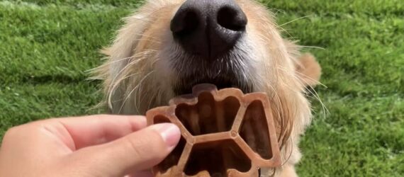 A hand putting a dog treat inside the open mouth of a dog