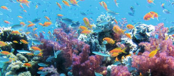 Fish swimming around a coral reef.