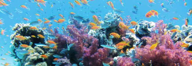 Fish swimming around a coral reef.