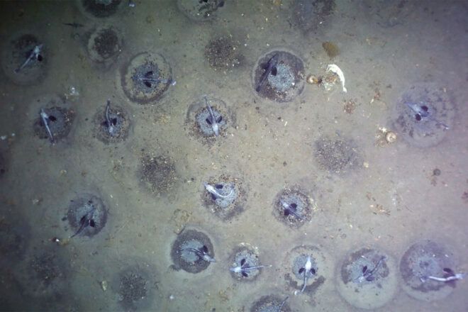 An undersea icefish colony.