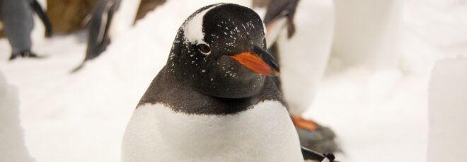 A penguin.