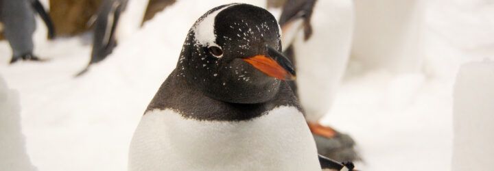 A penguin.
