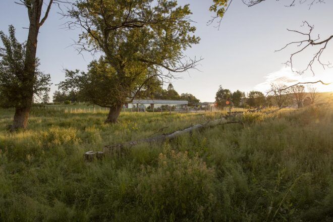 An overgrown green area in front of a home.