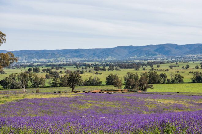 A field of purple flowers.