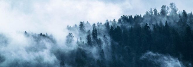 A misty forest.