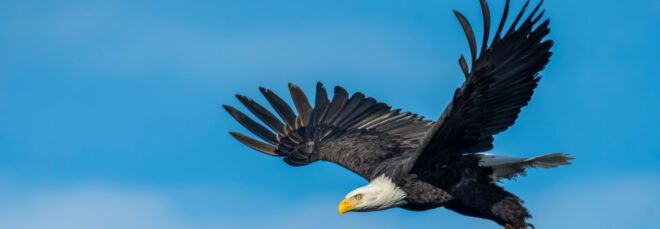 A bald eagle in the sky.