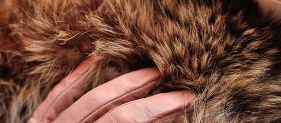 A gloved hand touching fur.