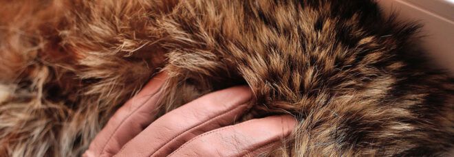 A gloved hand touching fur.