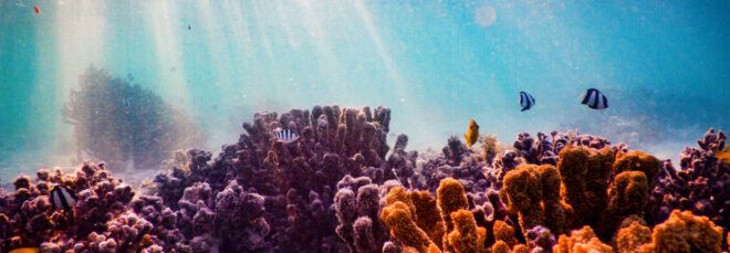 An under water reef.
