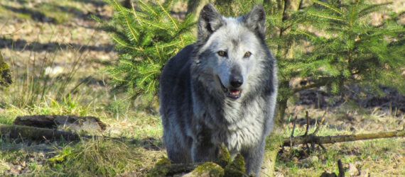 A gray wolf.