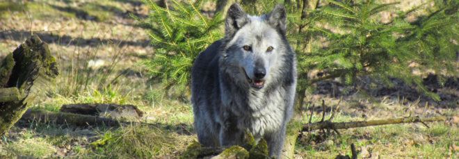 A gray wolf.