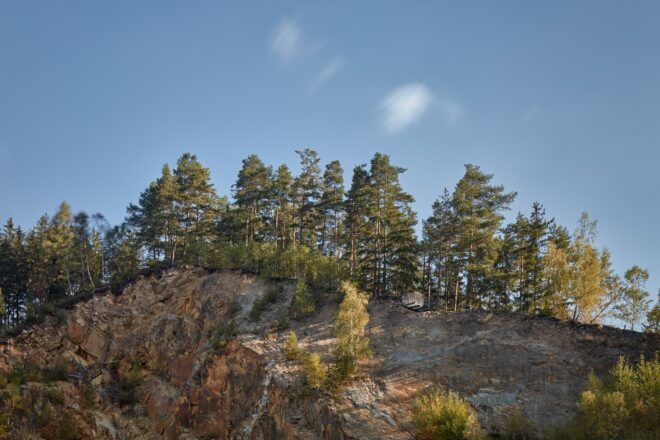 A mountain with trees