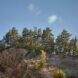 A mountain with trees