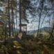 Within a forest an area to sit underneath for shade and picnics