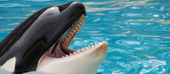 An orca.
