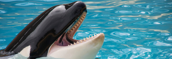 An orca.