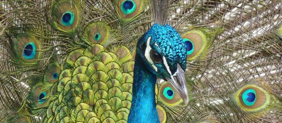 Close-up of a peacock's face.