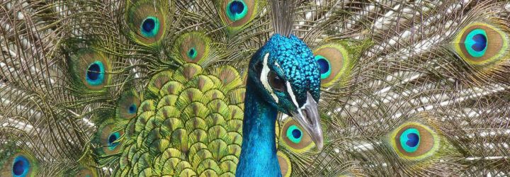 Close-up of a peacock's face.