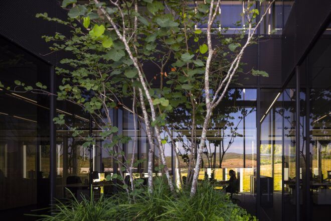 A tree planted within the Furla Headquarters