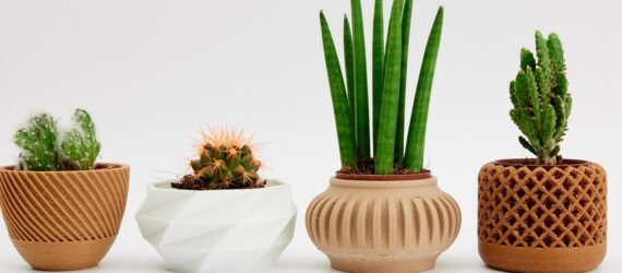 Four potted plants