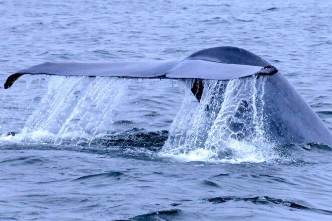 A whale tale emerging from the water.