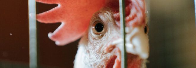A chicken in a cage.