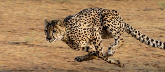 A cheetah running.