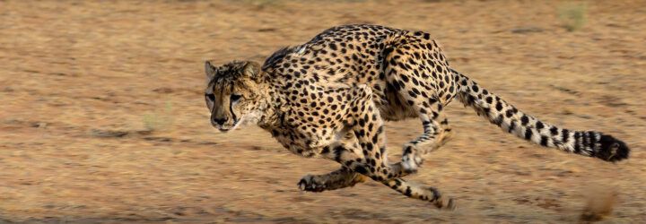 A cheetah running.
