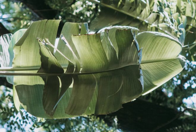 A banana leaf.