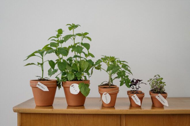 Five increasingly smaller potted plants.