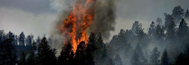 A forest fire.